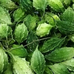 UGRA Bitter Gourd Hight Quality Seed Seed