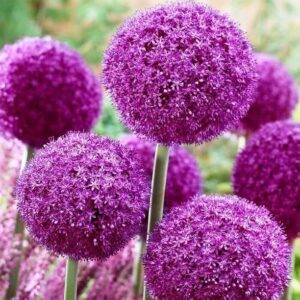 WILLVINE VMR -XIII (Allium Giganteum) Giant Ornamental ...