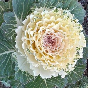 WILLVINE SCI -X Ornamental Kale Flowering Cabbage 1g, 3...