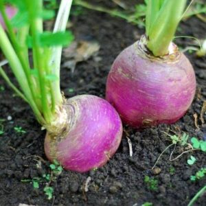 Aywal Shalgam Hybrid Vegetable Seeds For Home Gardening...