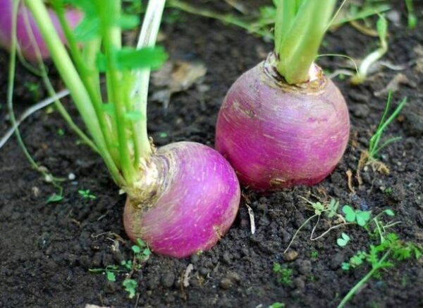 Aywal Shalgam Hybrid Vegetable Seeds For Home Gardening...