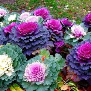WILLVINE AMR -XI Flowering Kale Seeds [50g] Seed