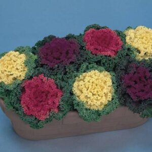 WILLVINE SCI -VIII Flowering Kale Mix (Ornamental Cabba...