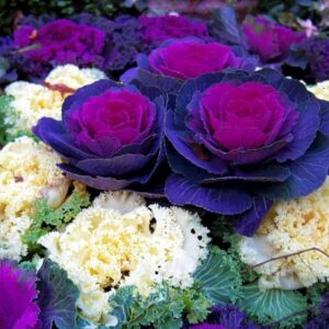 WILLVINE SYN -IV Flowering Kale Large Leaf Mix Ornament...