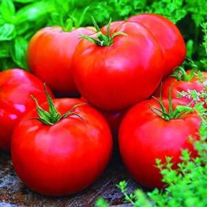 ActrovaX High Yield Hybrid Rare BEEFSTEAK TOMATO [16000...