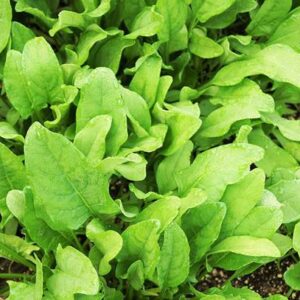 KANAYA Hybrid Palak Seeds Seed