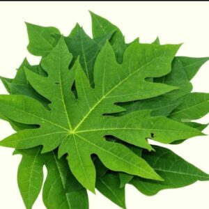 Papaya Leaves