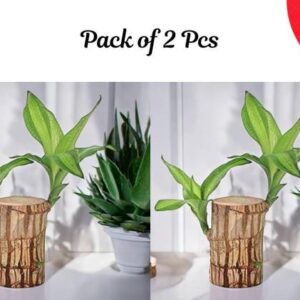 crockdile Brazilian Cherry Wood Plant: The Perfect Blen...