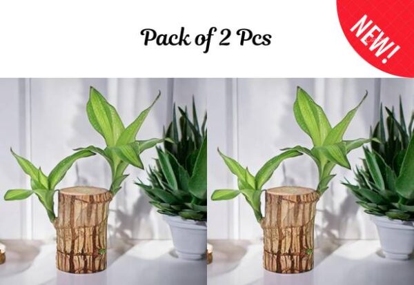 crockdile Brazilian Cherry Wood Plant: The Perfect Blen...