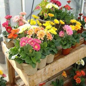 CYBEXIS Chinese Chrysanthemum Ornamental Flower Seed