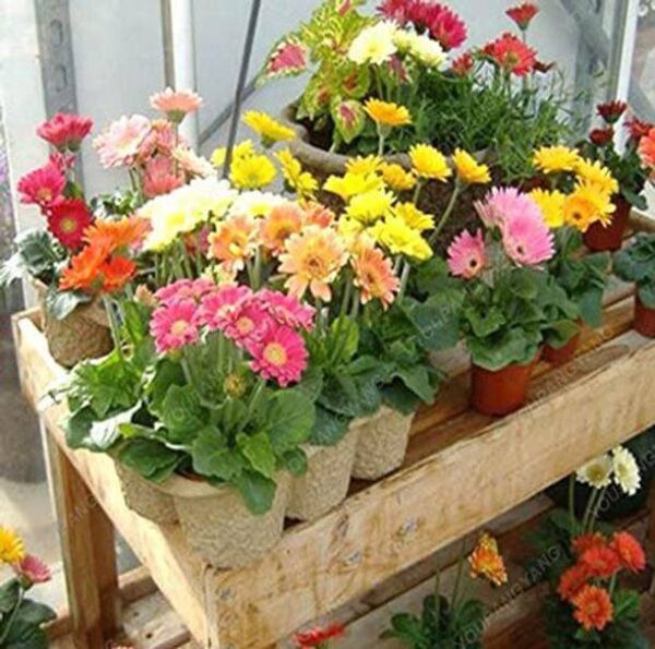 CYBEXIS Chinese Chrysanthemum Ornamental Flower Seed