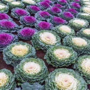 XOLDA Ornamental Kale Seed