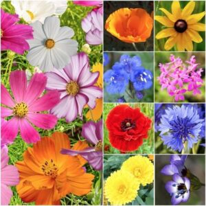 WILLVINE ™ All Annual Wildflower Mixture-1000 SEEDS See...