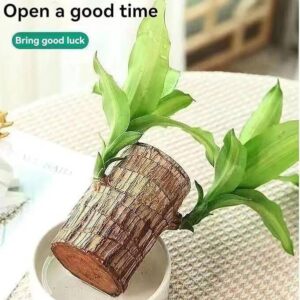Cloud Farm BRAZILIAN WOOD Seed