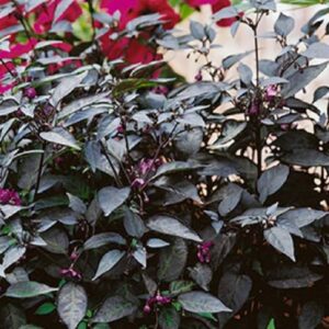 Biosnyg ®GBPUT-950 Ornamental Chilli Seed