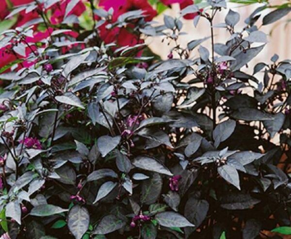 Biosnyg ®GBPUT-950 Ornamental Chilli Seed