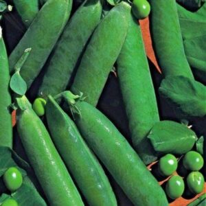 CYBEXIS High Yield Seeds of Vegetable Pea Onward400 See...