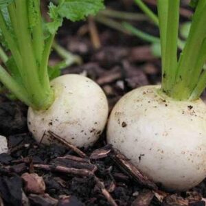 KNESSiN MAX-91 Turnip Snowball Seed
