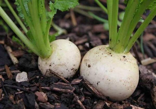 KNESSiN MAX-91 Turnip Snowball Seed