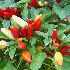 WILLVINE ™Ornamental Plants Seeds Rare Chili Pepper See...