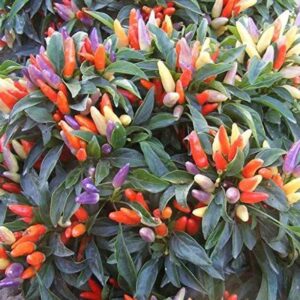 Biosnyg ®PAU-540 Ornamental Chilli Seed