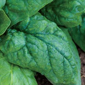 WILLVINE Rare Non-GMO Organic Vegetable Large Spinach S...
