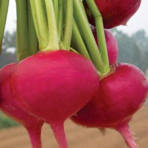 VibeX ® XLS-10 Turnip Seeds - Turnlip Seeds Veg Seeds S...