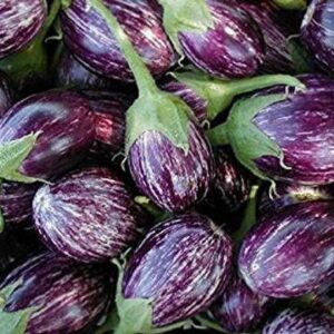 CYBEXIS LXI-73 - Brinjal Hybrid Vegetable - (1350 Seeds...