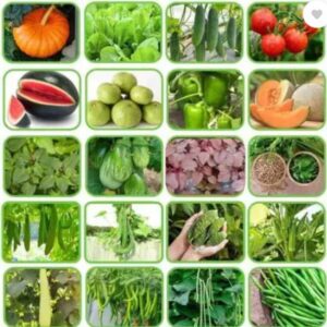 GROW-N-KNOW Hybrid Summer 20 Vegetable Seeds Combo Pack...