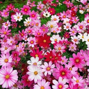 CYBEXIS GBPUT-61 - CosmosRare Wildflowers - (270 Seeds)...