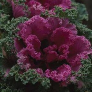 XOLDA Organic ornamental kale herb Seed