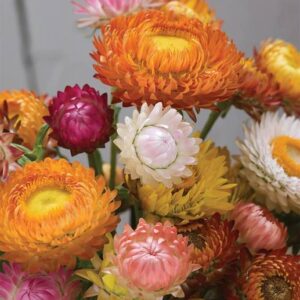 VibeX HUA-82 - Long Blooms Yellow Green Flower Envy Lim...