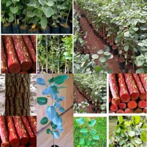 ibains red chandan wood seeds beez 30 Seed