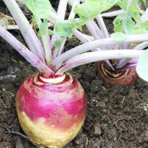 KANAYA Turnip Hybrid Vegetable Seeds Seed