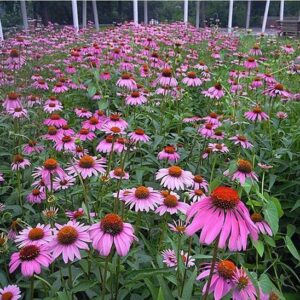 Qualtivate VVI-161 Ornamental Plants Heat-resistant pur...