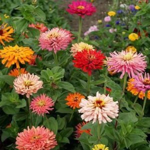 CYBEXIS ATS-67 - Zinnia Multicolor Giant Cut Come Again...