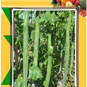 WILLVINE Heirloom High Yield Rare Snake Gourd Chachinda...