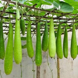 WILLVINE High Yield" Bottle Gourd Long" Splendour-(100 ...