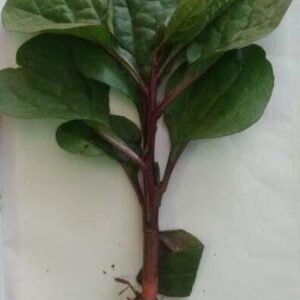 Pui stem Leafy