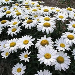 WILLVINE XLL-266 Ornamental Chamomile (Oxeye Daisy) See...