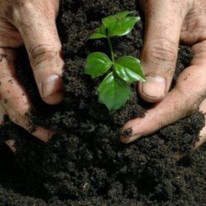 TSNT Soil Mannure // Cow Dung // Home Gardening // Comp...