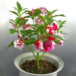 M-Tech Gardens Rare Ornamental Balsam Seeds Mixed Varie...