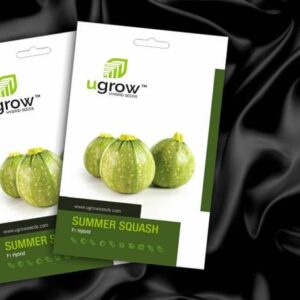 Finiox F1 hybrid summer Squash seeds (chachinda)seeds, ...