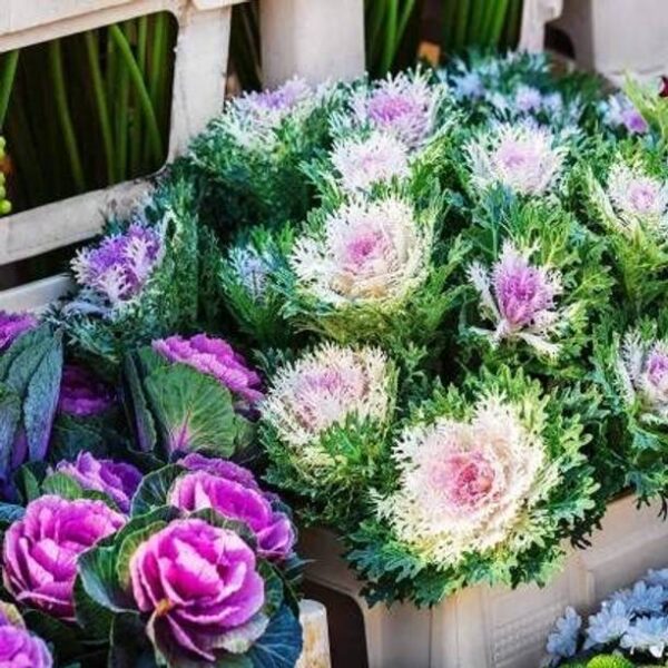Aywal Imported Ornamental Kale Flower Seed