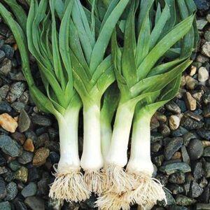 KANAYA Leek Hybrid Vegetable Seed