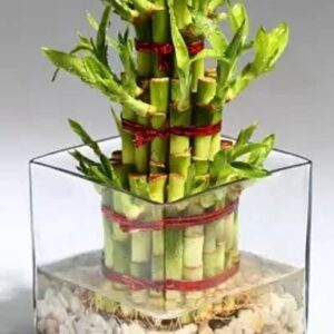 Chalisa Bamboo, Lucky bamboo Seed