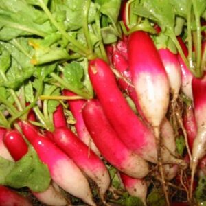CYBEXIS High Yield DUETT Early spring radish1200 Seeds ...