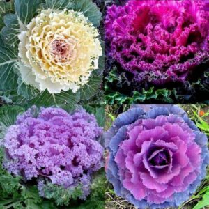 WILLVINE PUAS -VIII KALE ORNAMENTAL [10g] Seed