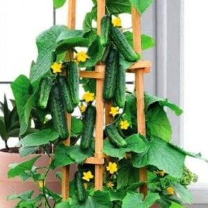 Qualtivate RES-9A Indoor Cucumber F1 Self-Pollinating -...