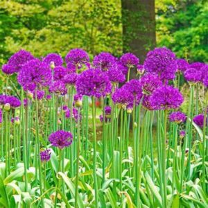 WILLVINE VNR -I (Allium Giganteum) Giant Ornamental Oni...
